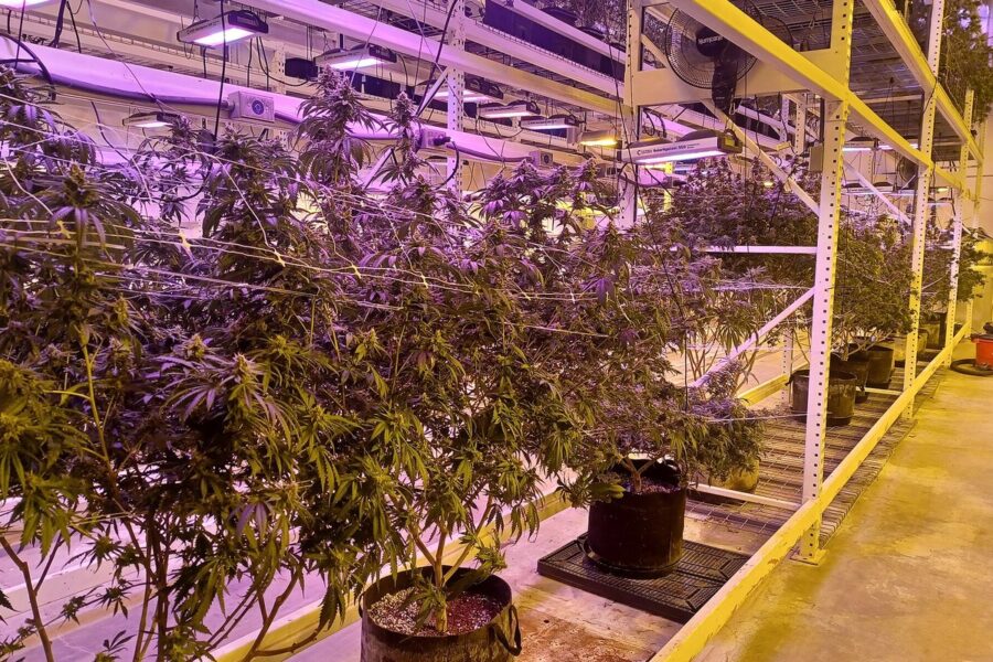 Arona reabre el debate sobre asociaciones cannábicas