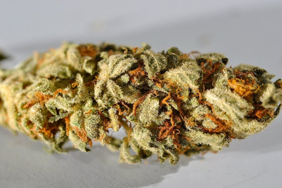 California abre consulta para agrupar etiquetas de plantas de cannabis
