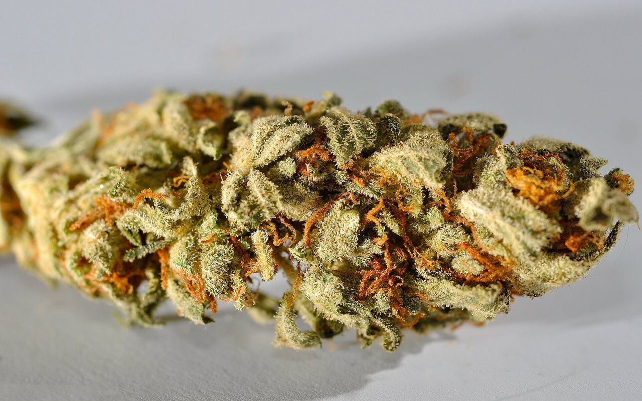 California abre consulta para agrupar etiquetas de plantas de cannabis