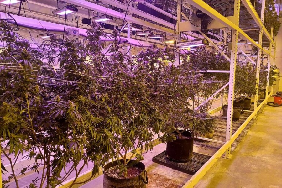 California abre consulta para etiquetar en grupo las plantas de cannabis