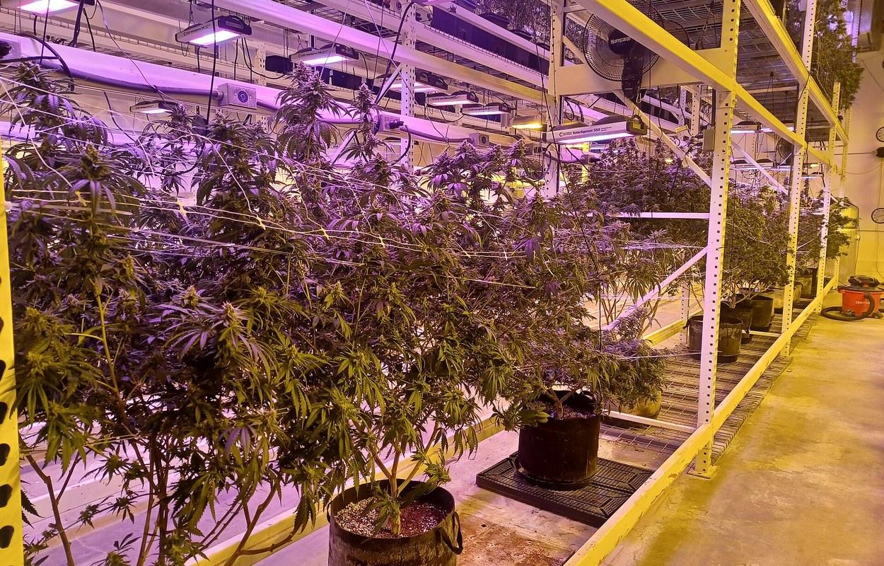 California abre consulta para etiquetar en grupo las plantas de cannabis