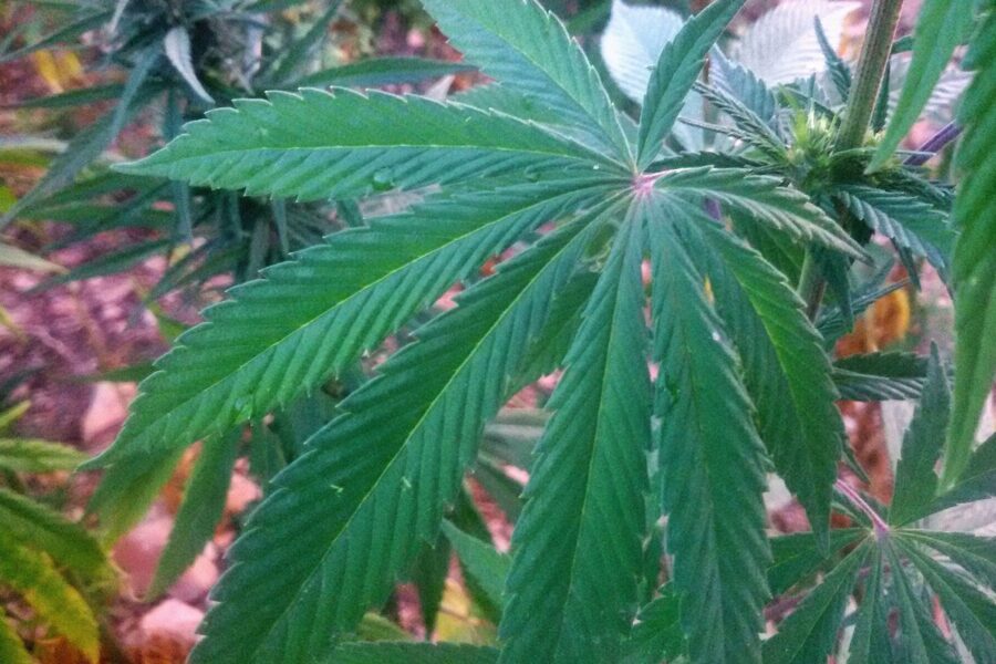 Canarias estudia cannabis, videojuegos y salud mental juvenil