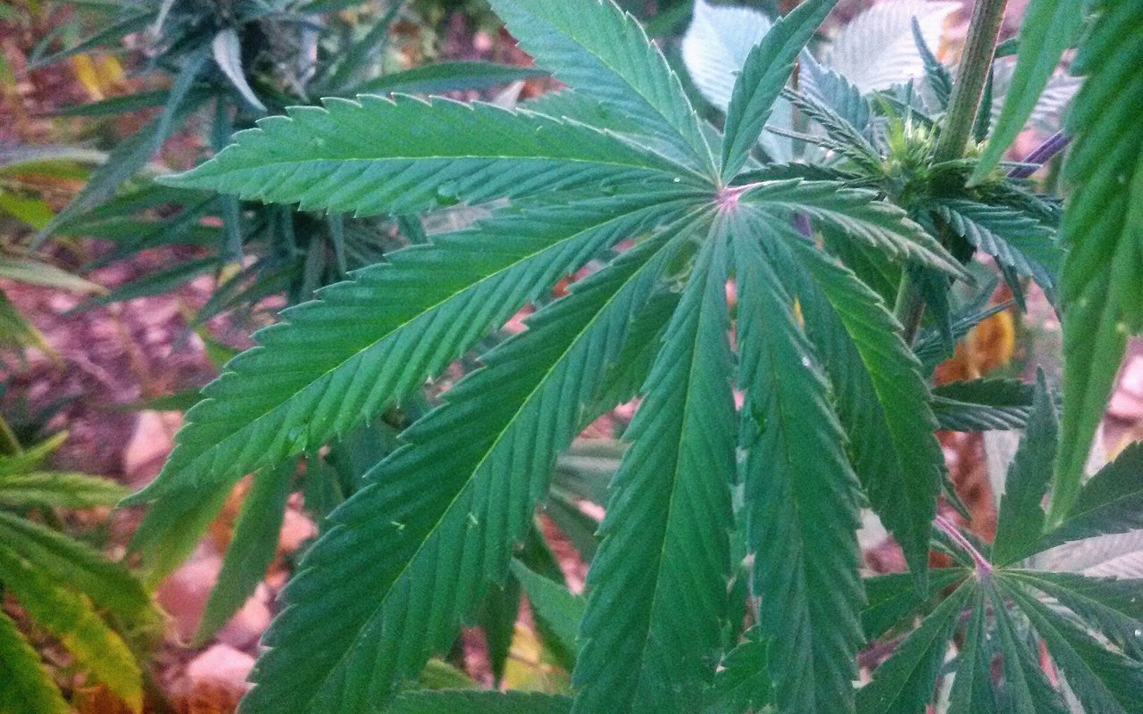 Canarias estudia cannabis, videojuegos y salud mental juvenil