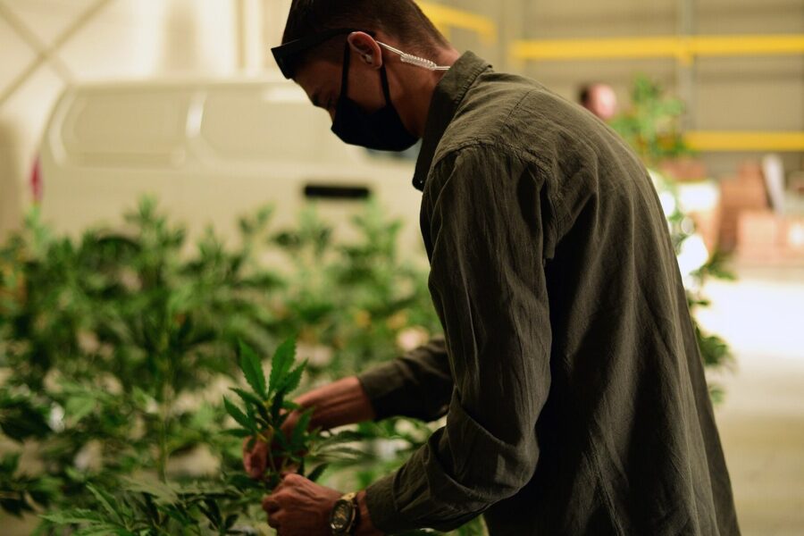 El cannabis refuerza el debate regulatorio en Canarias