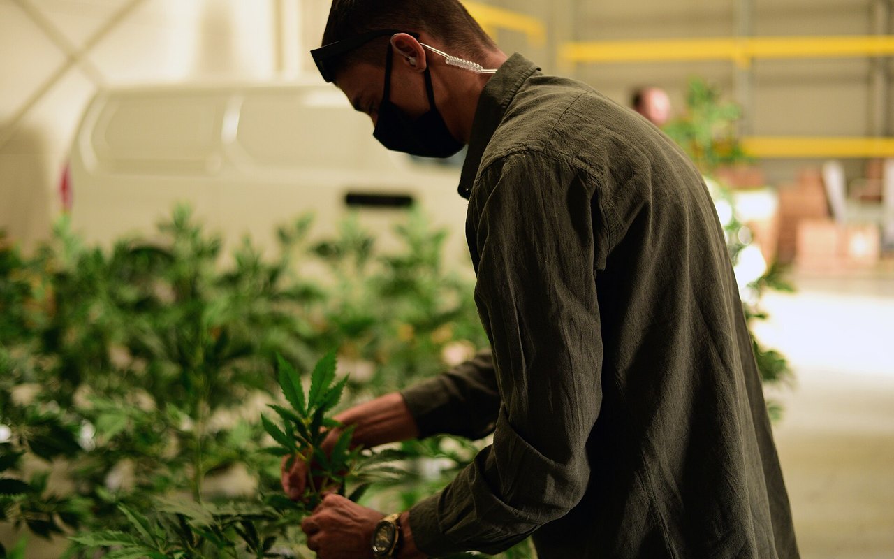 El cannabis refuerza el debate regulatorio en Canarias