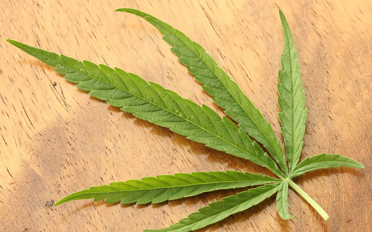 Carencias en cannabis: leer síntomas sin caer en sobrefertilización