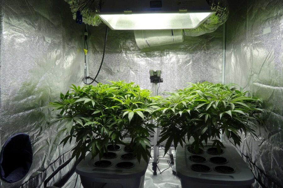 Cultivo interior de cannabis para principiantes: guía legal y ordenada