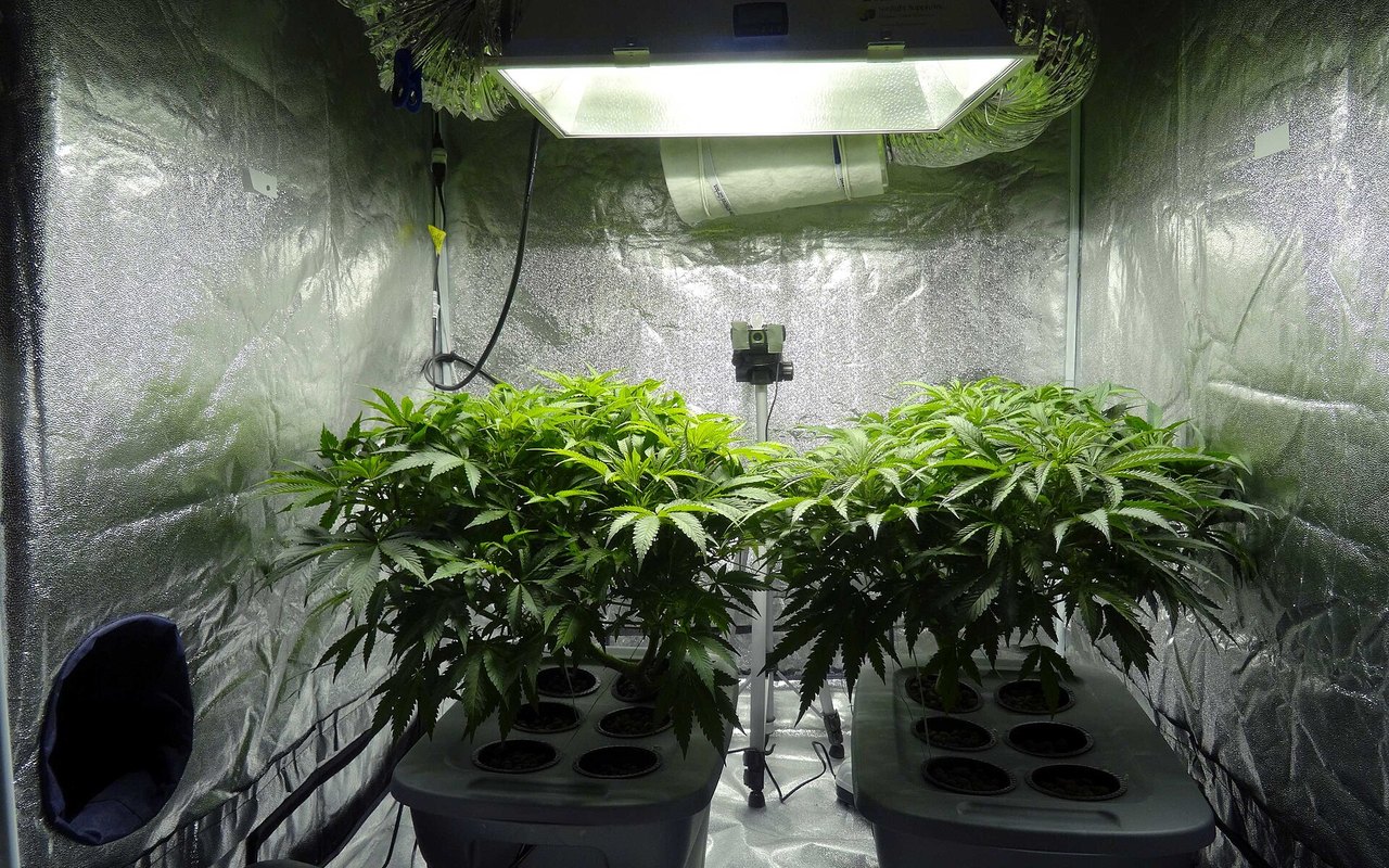 Cultivo interior de cannabis para principiantes: guía legal y ordenada