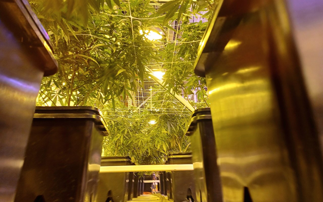 Cultivo sin sustrato: sistemas de alto rendimiento con cabeza