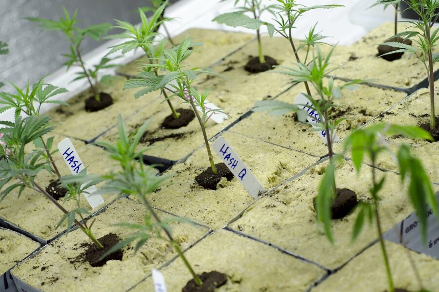 Cultivos autorizados de cannabis: mapa legal en España