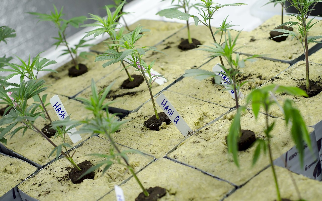 Cultivos autorizados de cannabis: mapa legal en España