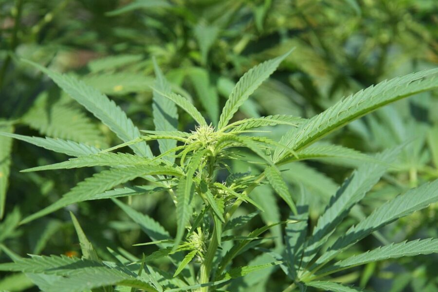 Europa actualiza el mapa del cannabis con 25 millones de adultos