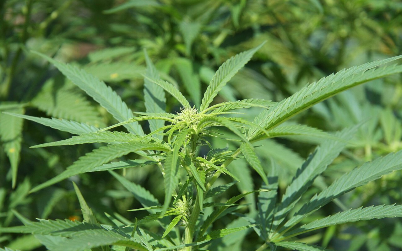 Europa actualiza el mapa del cannabis con 25 millones de adultos