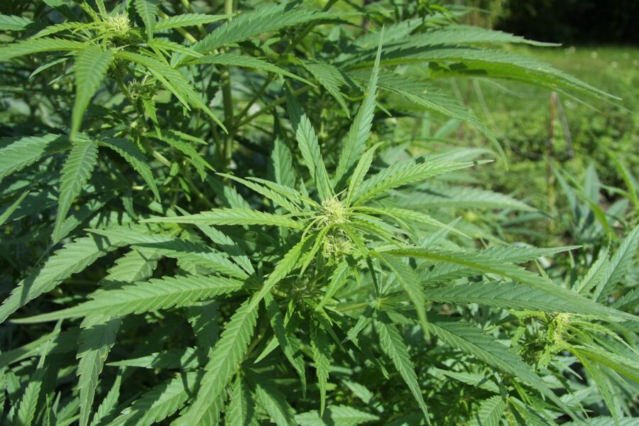 Europa estima 25 millones de consumidores adultos de cannabis
