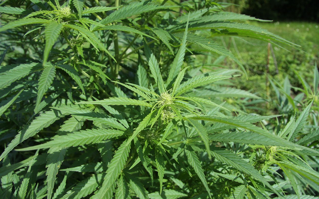 Europa estima 25 millones de consumidores adultos de cannabis