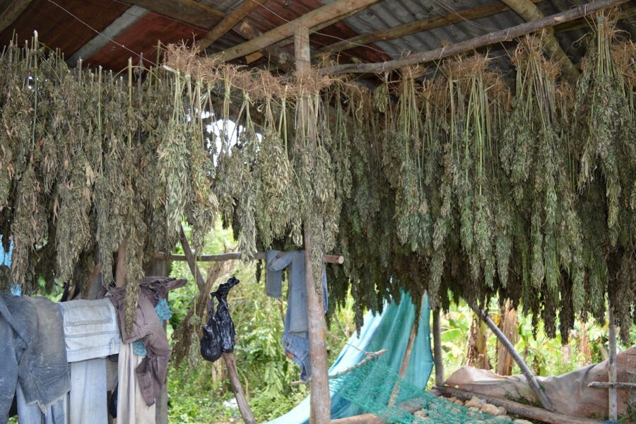 Hibridación cannábica: cómo nacen las variedades modernas