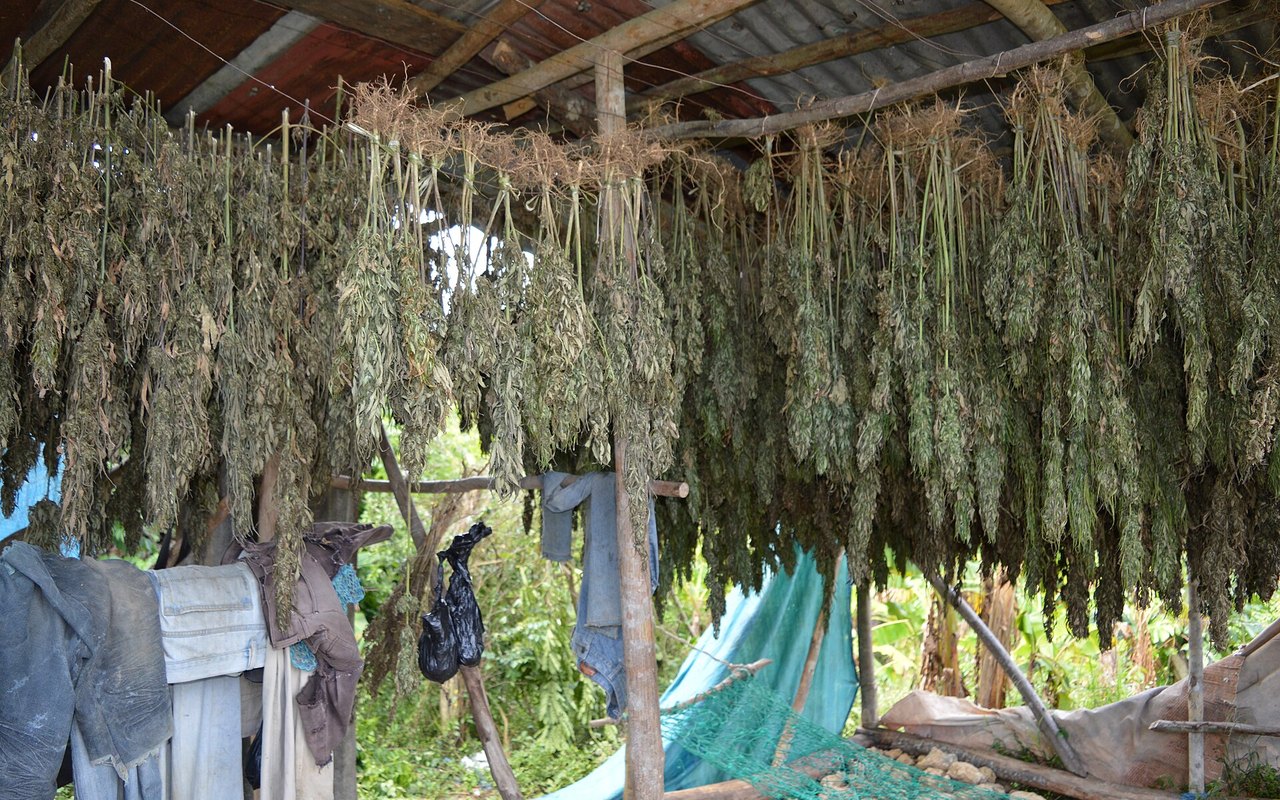 Hibridación cannábica: cómo nacen las variedades modernas