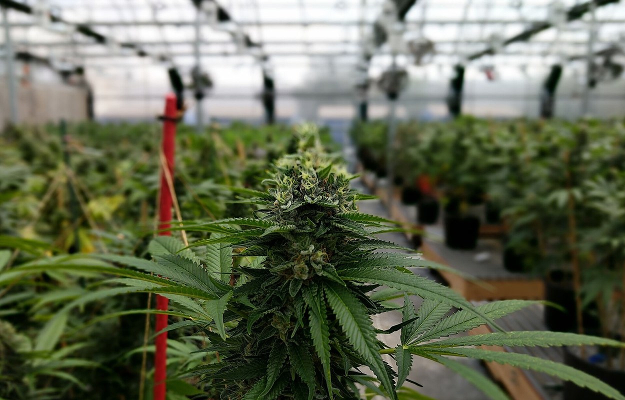 La AEMPS sitúa a Granadilla de Abona en el mapa del cannabis medicinal autorizado