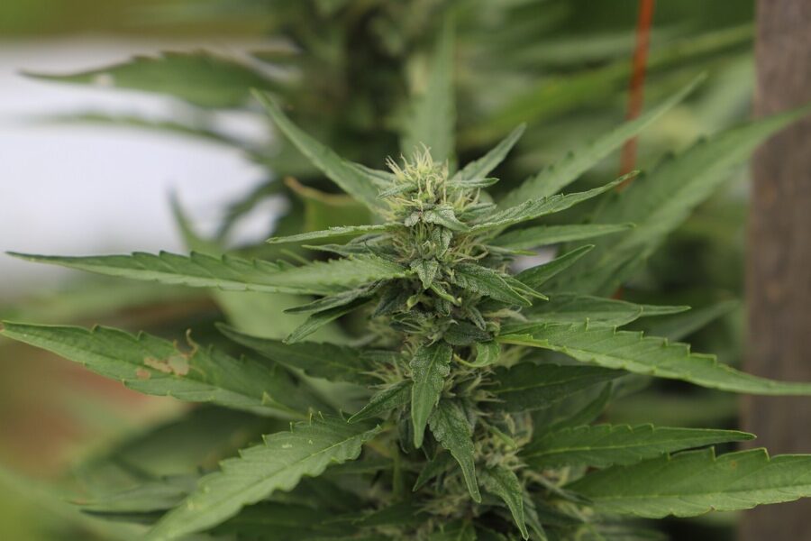 La EUDA pone el foco en el CBD usado para cannabinoides semisintéticos