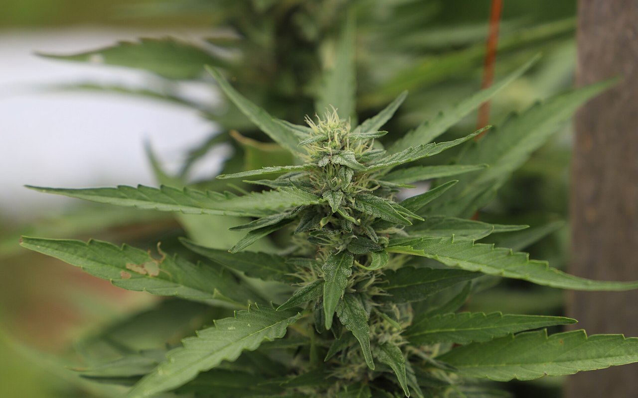 La EUDA pone el foco en el CBD usado para cannabinoides semisintéticos