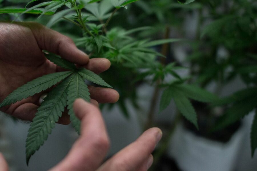 La Palma aborda cannabis y salud pública en formación policial