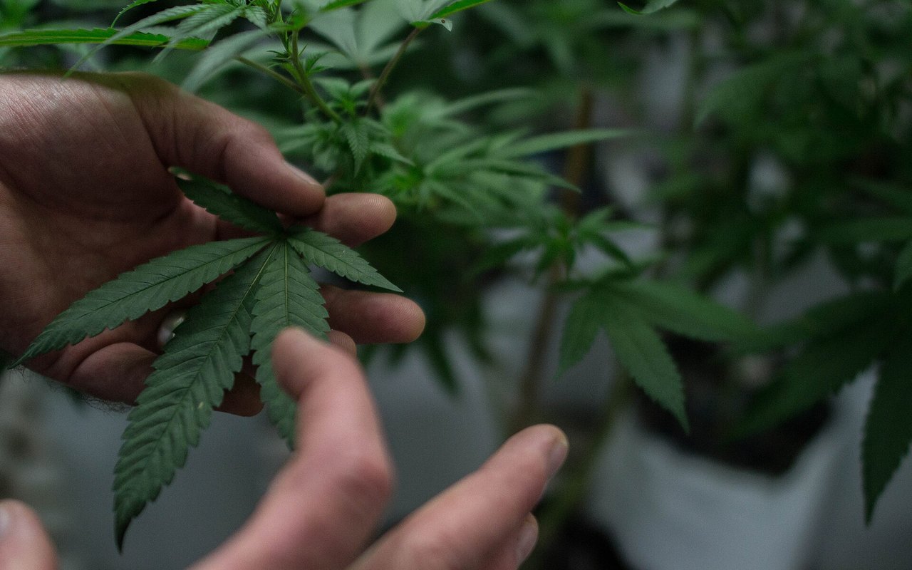 La Palma aborda cannabis y salud pública en formación policial