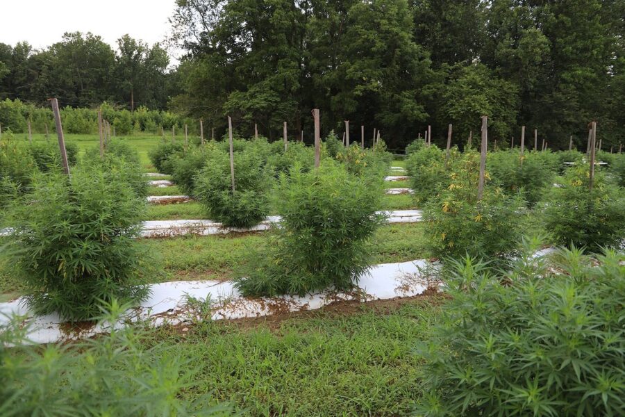 La UE acota el CBD cosmético y limita las trazas de THC