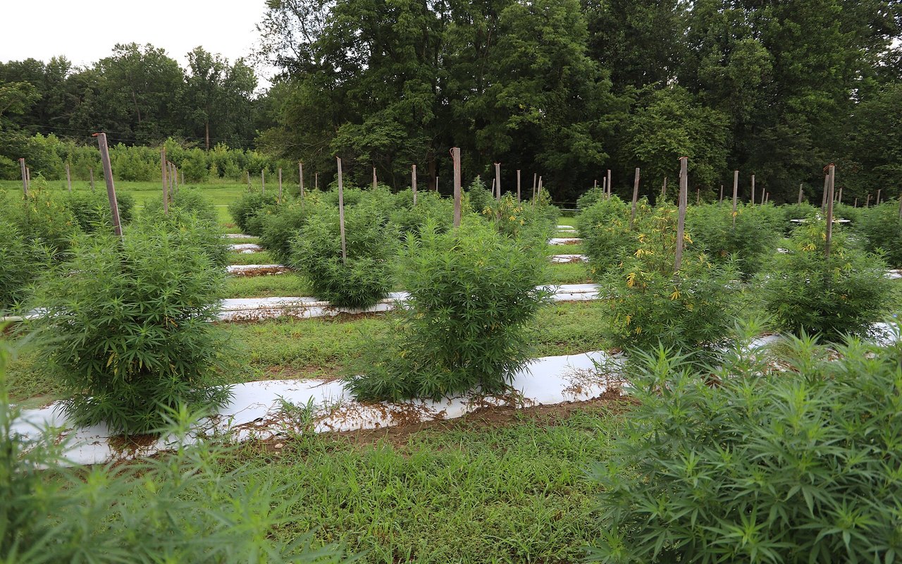 La UE acota el CBD cosm?tico y limita las trazas de THC