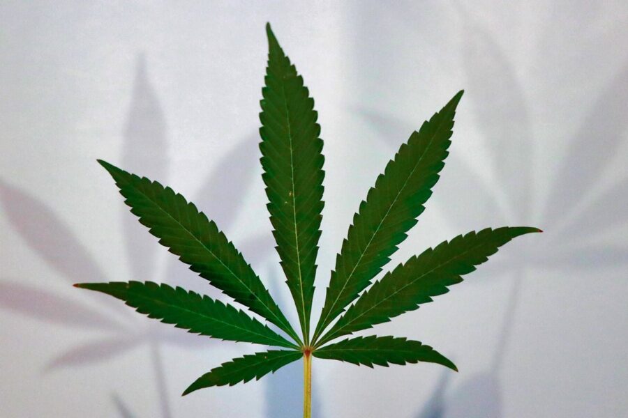 Plagas en cannabis: plan preventivo antes de perder el control