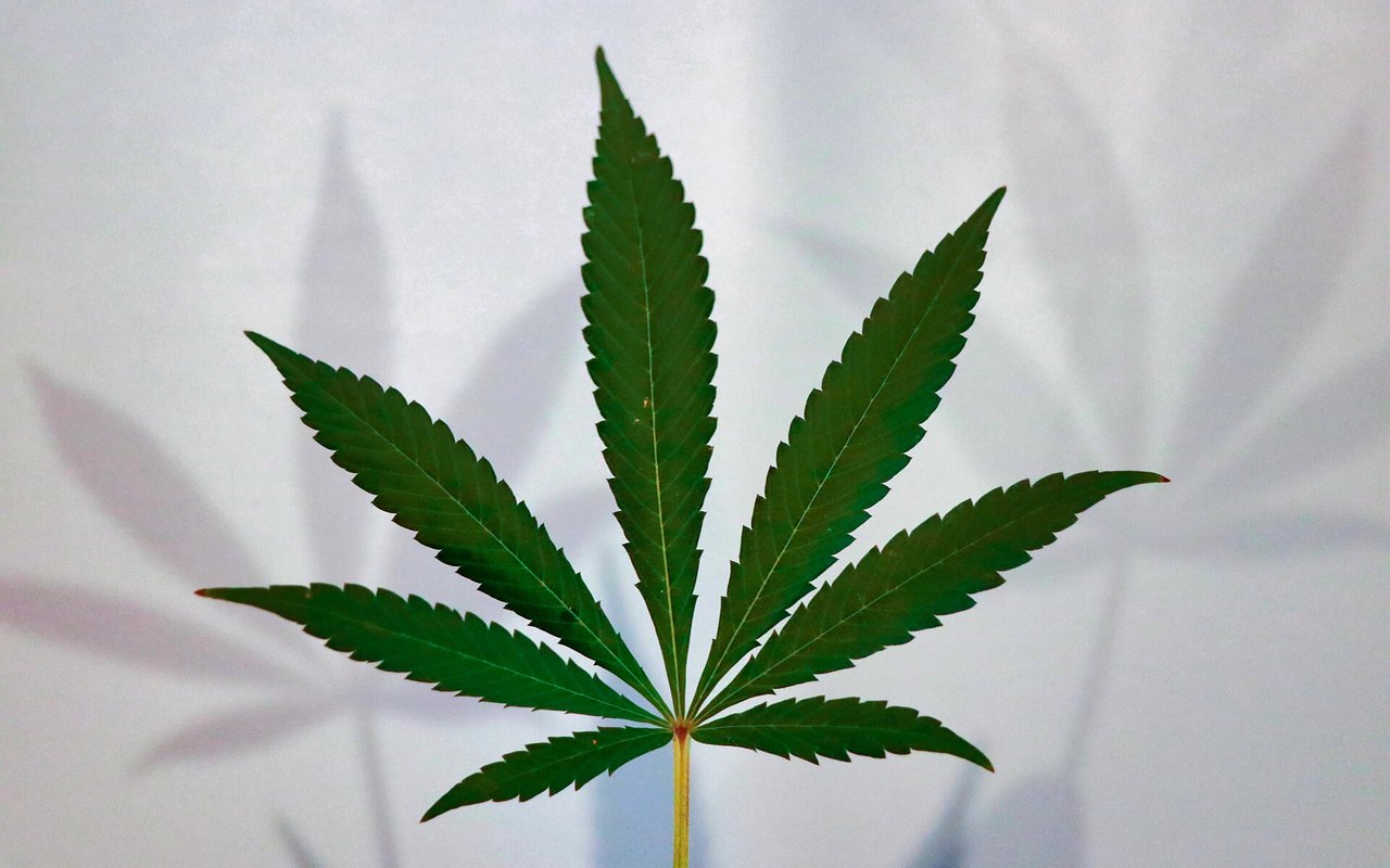 Plagas en cannabis: plan preventivo antes de perder el control