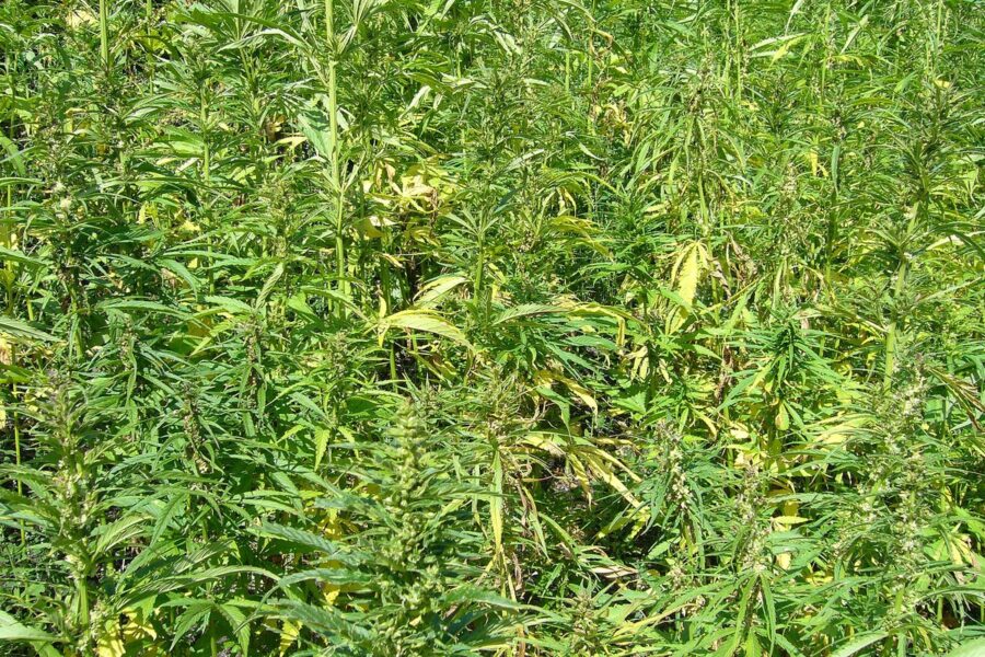Canadá consulta cambios para aliviar la carga regulatoria del cáñamo industrial