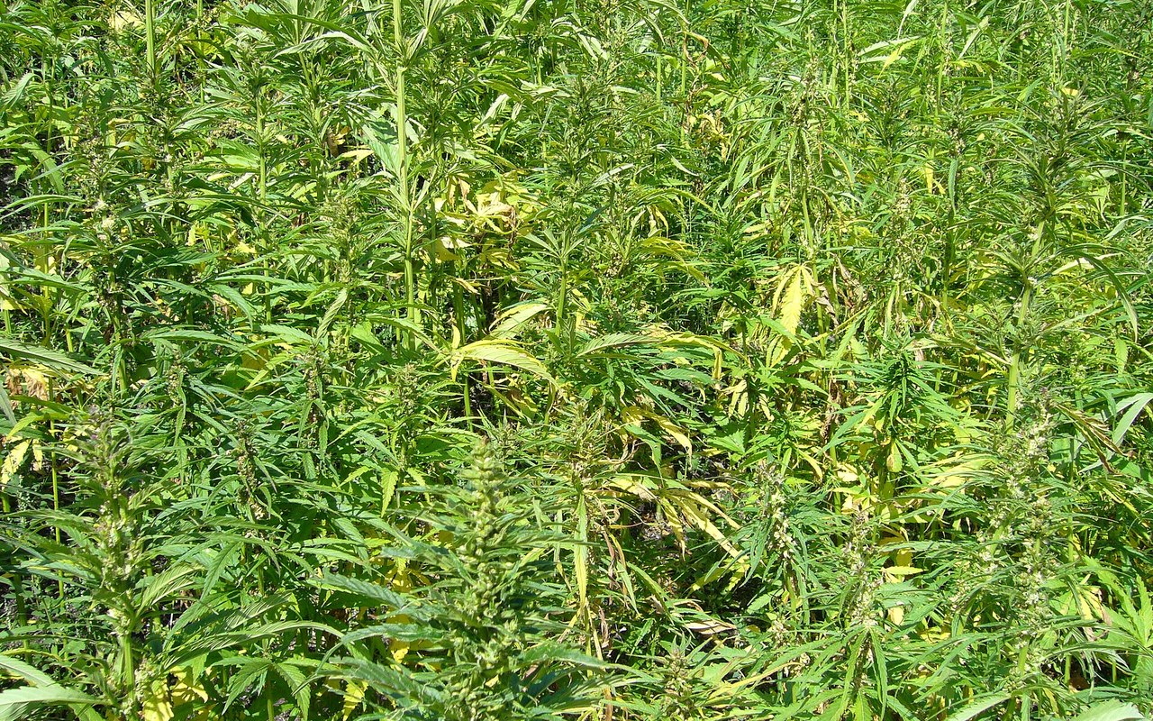 Campo de cáñamo industrial