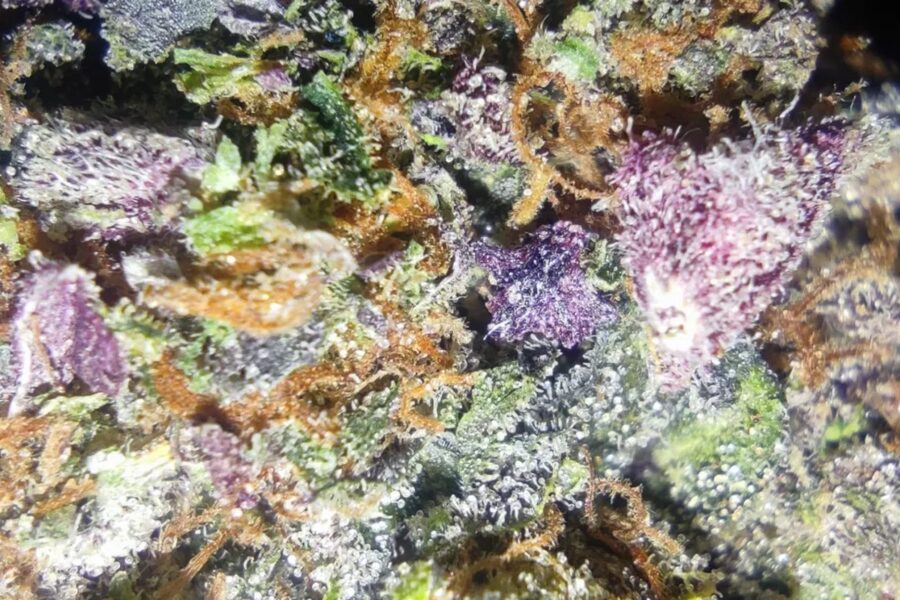 Florida revisa extracción y publicidad del cannabis medicinal