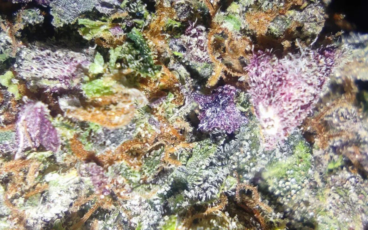 Cogollo de cannabis en detalle