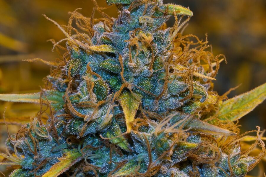 RD 903/2025 ordena el cannabis medicinal hospitalario