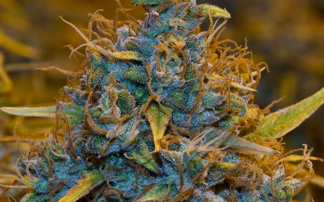 RD 903/2025 ordena el cannabis medicinal hospitalario