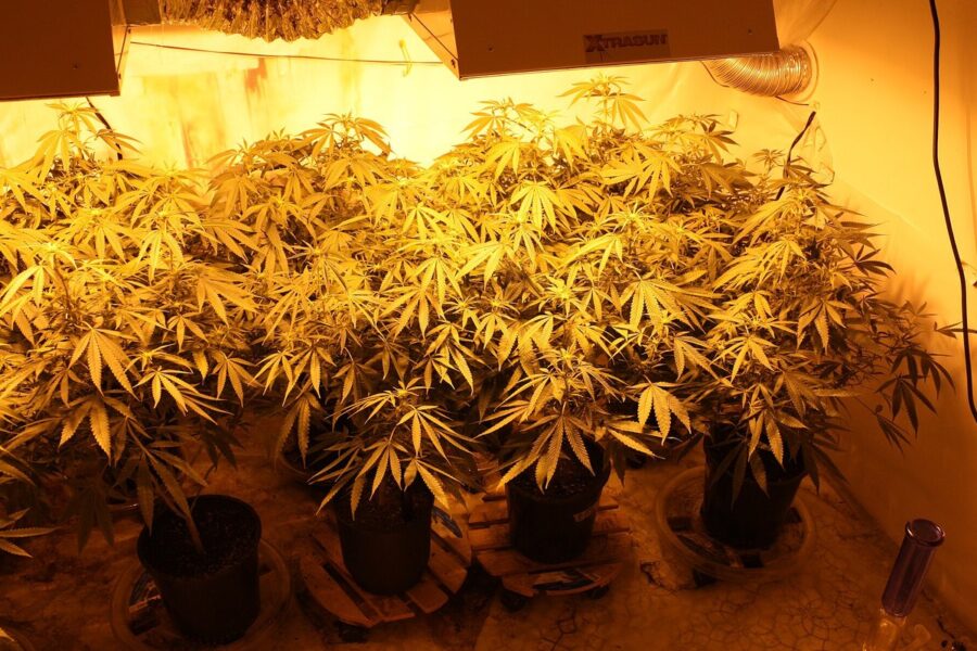 Riego en maceta: el error silencioso del cultivo de cannabis