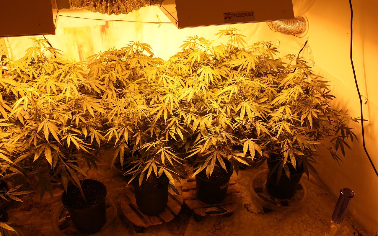 Riego en maceta: el error silencioso del cultivo de cannabis