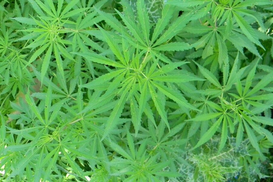 Secado y curado del cannabis: calidad, paciencia y seguridad