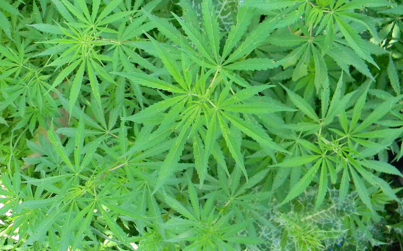 Secado y curado del cannabis: calidad, paciencia y seguridad