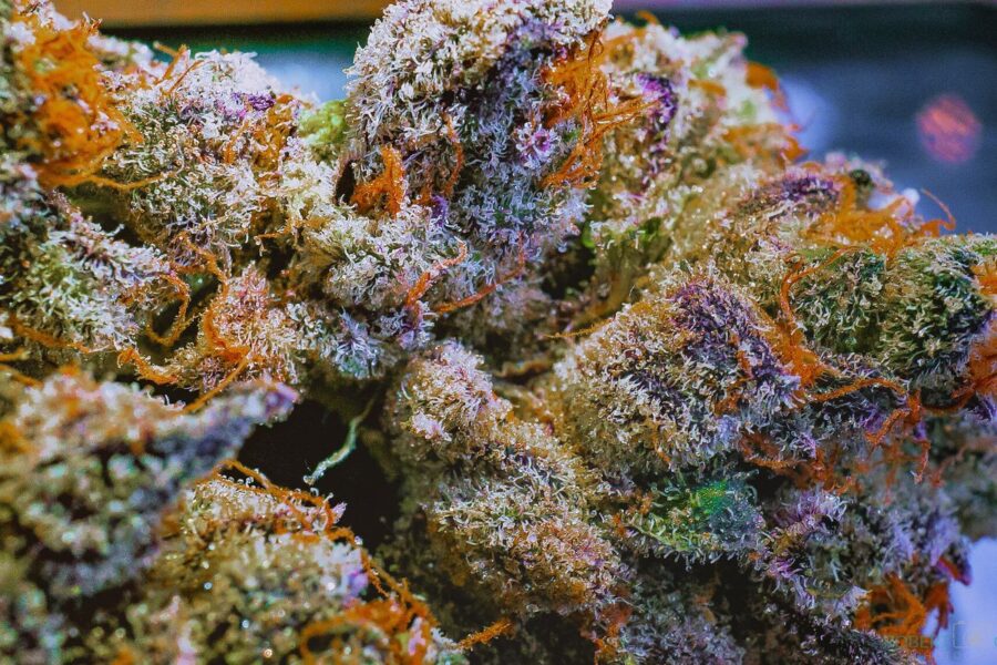 Terpenos en cannabis: aroma, experiencia y conservación