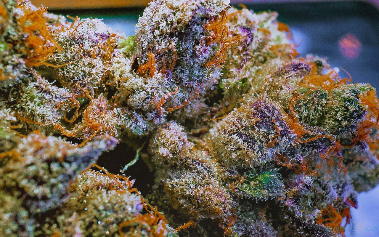 Terpenos en cannabis: aroma, experiencia y conservación