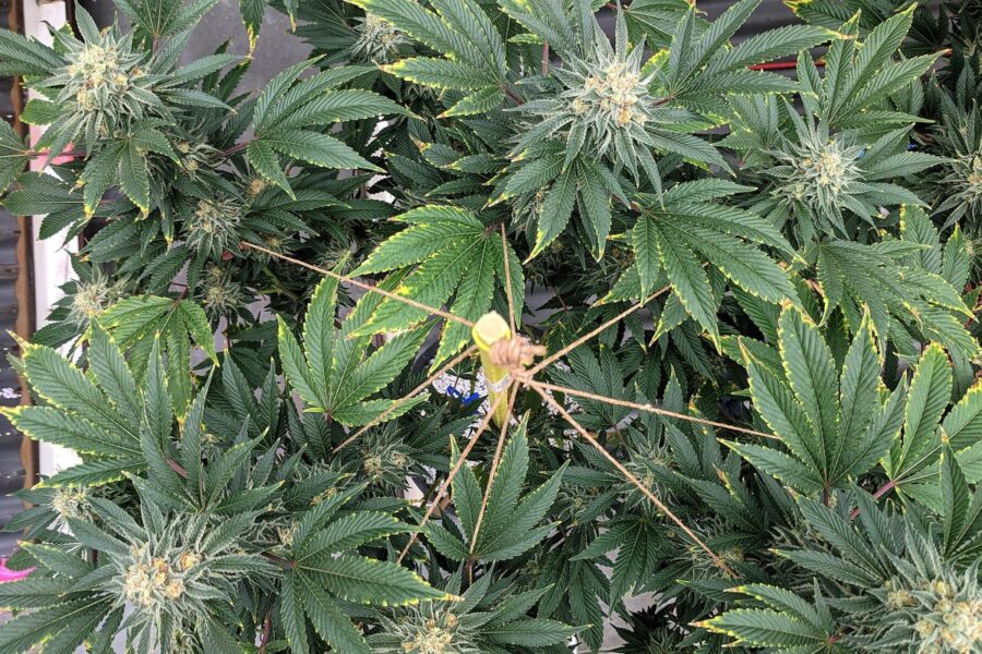 Trips en cannabis: detección temprana y gestión integrada