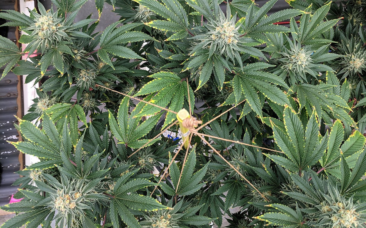 Trips en cannabis: detección temprana y gestión integrada