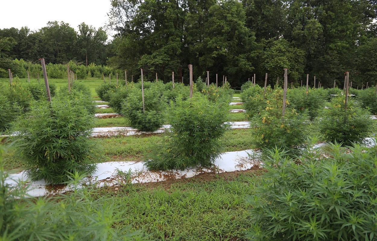 Un cultivo legal de cáñamo acaba en una reclamación millonaria al Estado