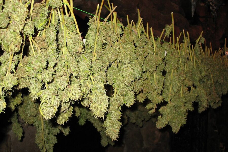 Virginia acuerda abrir su mercado legal de cannabis en julio de 2027