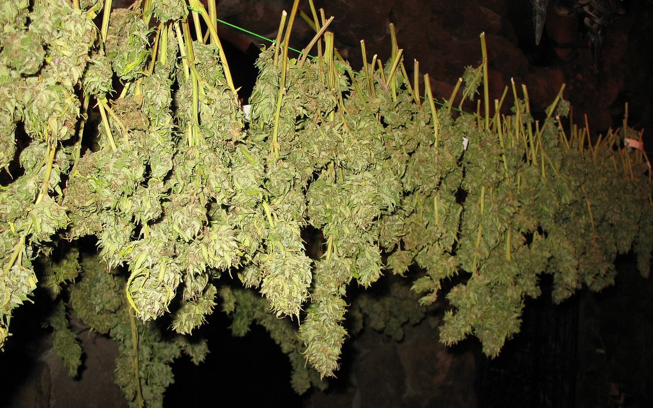 Virginia acuerda abrir su mercado legal de cannabis en julio de 2027