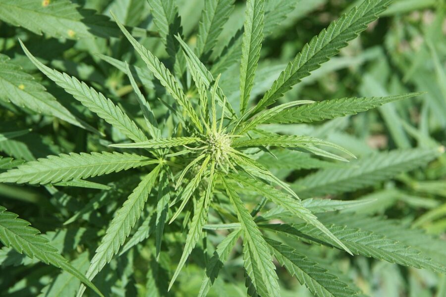 La AEMPS dibuja el mapa real del cultivo medicinal de cannabis en España