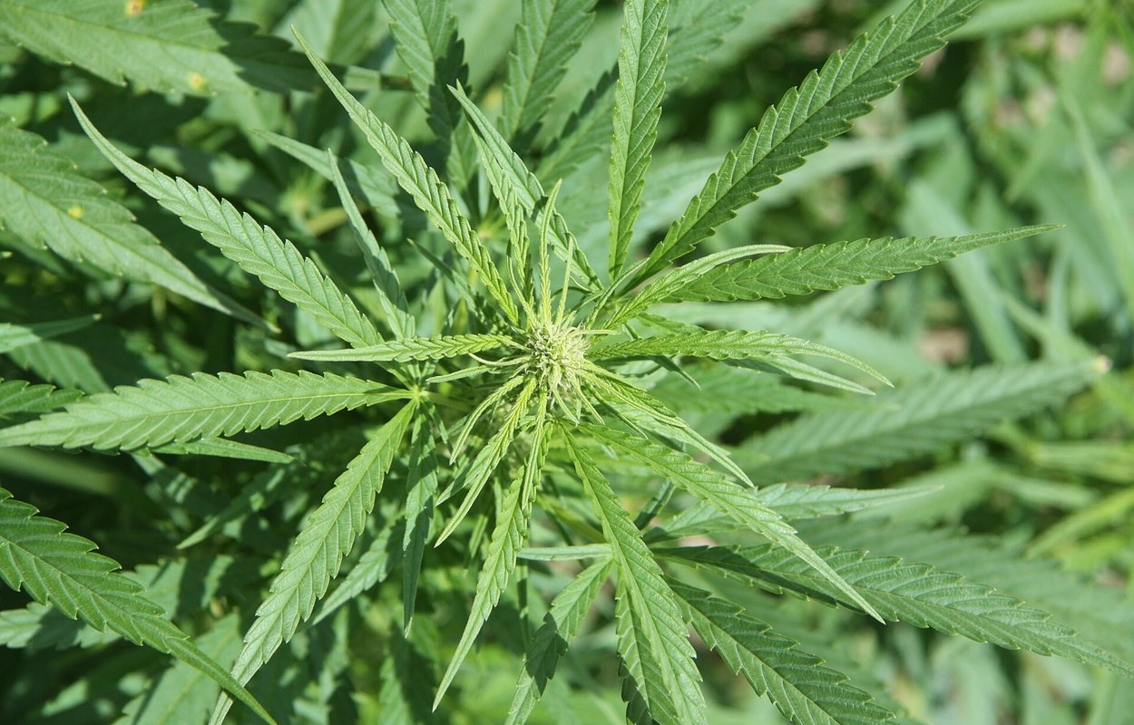 La AEMPS dibuja el mapa real del cultivo medicinal de cannabis en España