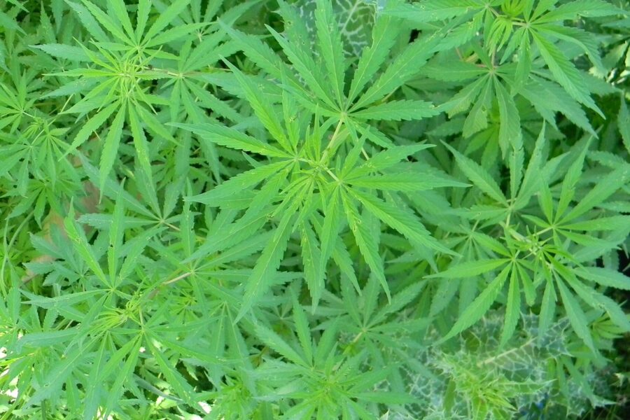 La AEMPS registra 2.682 permisos para viajar con cannabis medicinal